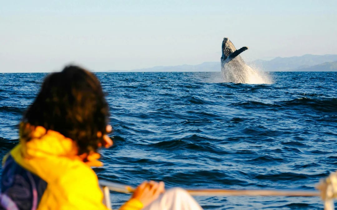 West Oahu Guided Whale Watching Catamaran Sail Image 2