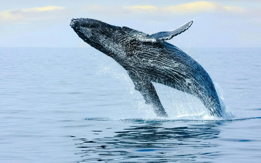 West Oahu Guided Whale Watching Catamaran Sail Image 4