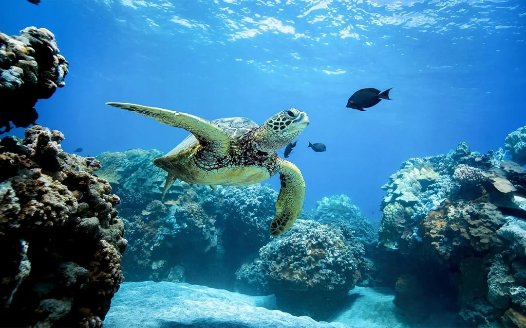 West Oahu Snorkel Sail Image 4