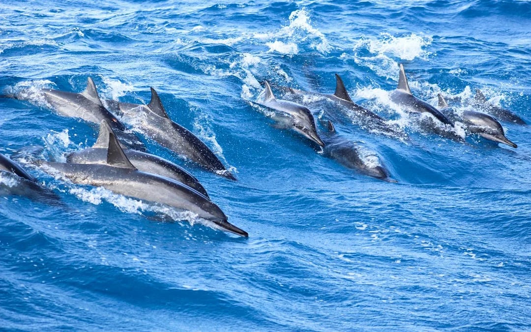 West Oahu Snorkel Sail Image 6