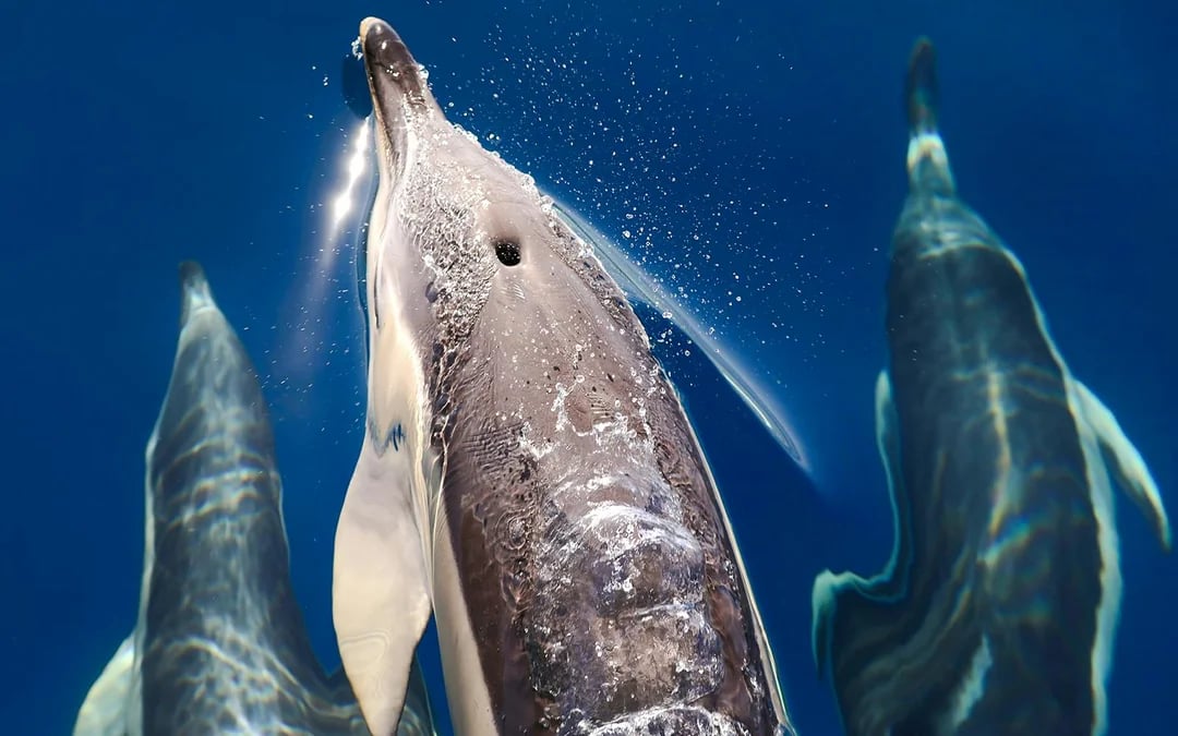 Whale & Dolphin Watching in Pico Island | Azores Image 3
