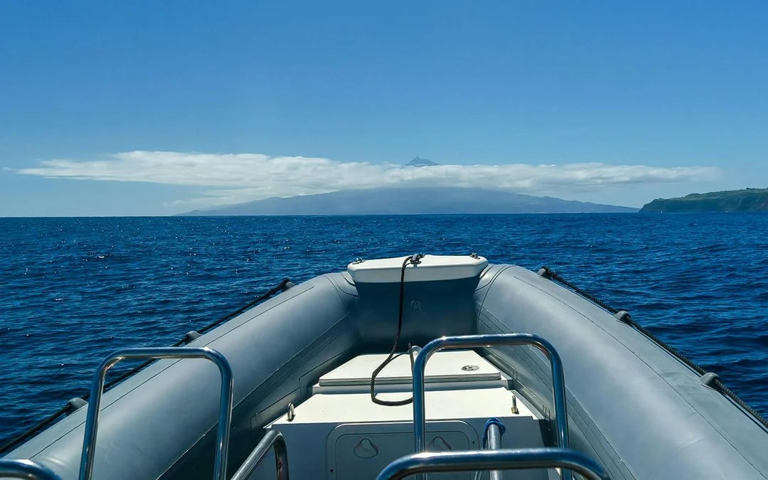 Whale & Dolphin Watching in Pico Island | Azores Image 4