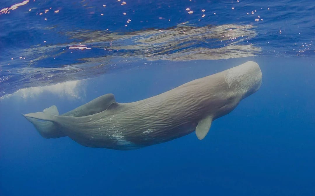 Whale & Dolphin Watching in Pico Island | Azores Image 6