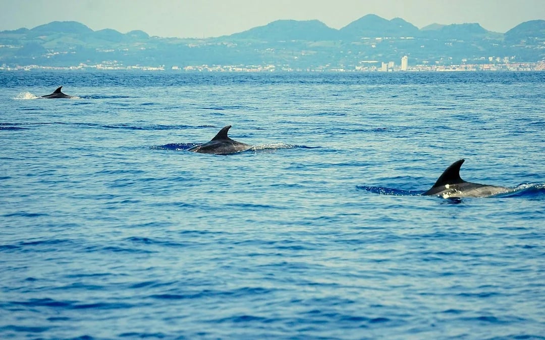 Whale & Dolphin Watching in Pico Island | Azores Image 7