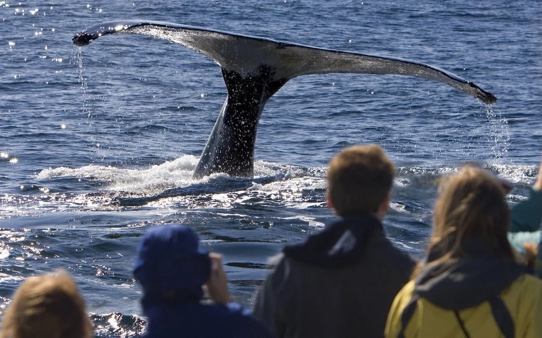 Whale Watching Boat Trip and Penguin Colony Visit with Hotel Transfers in Hermanus Image 2