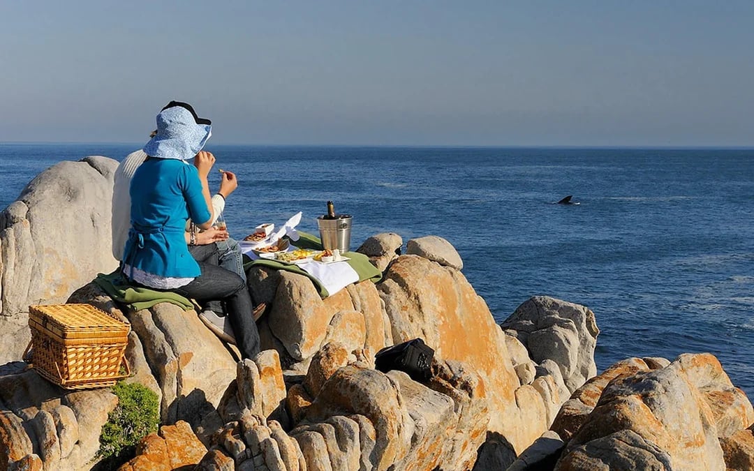 Whale Watching Boat Trip and Penguin Colony Visit with Hotel Transfers in Hermanus Image 3