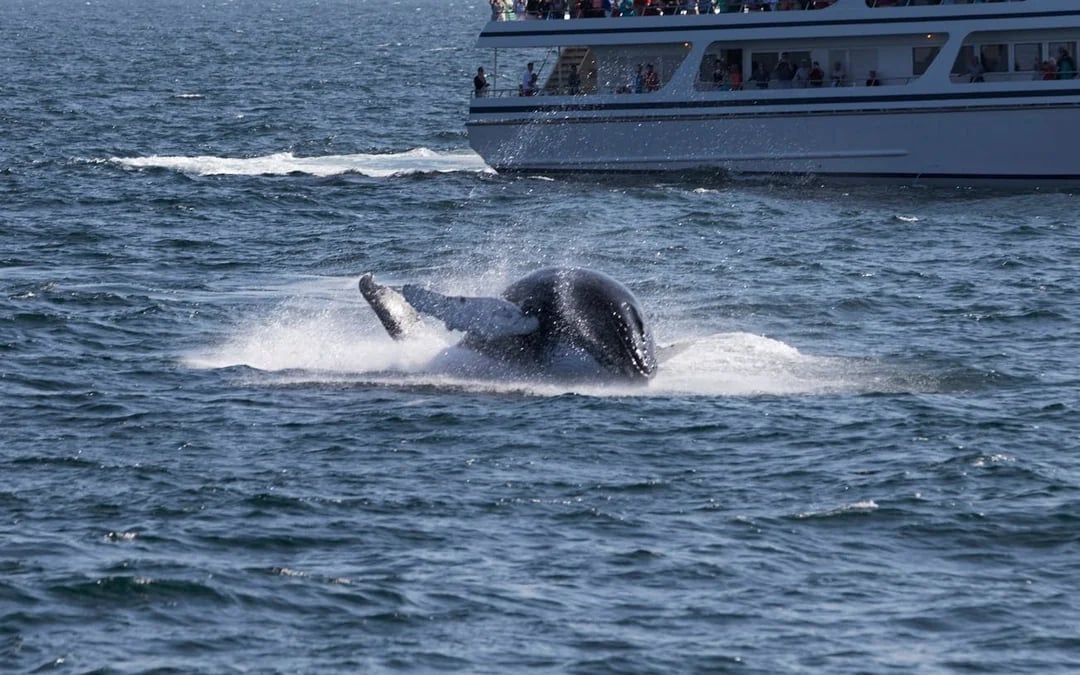 Whale Watching Boat Trip and Penguin Colony Visit with Hotel Transfers in Hermanus Image 4