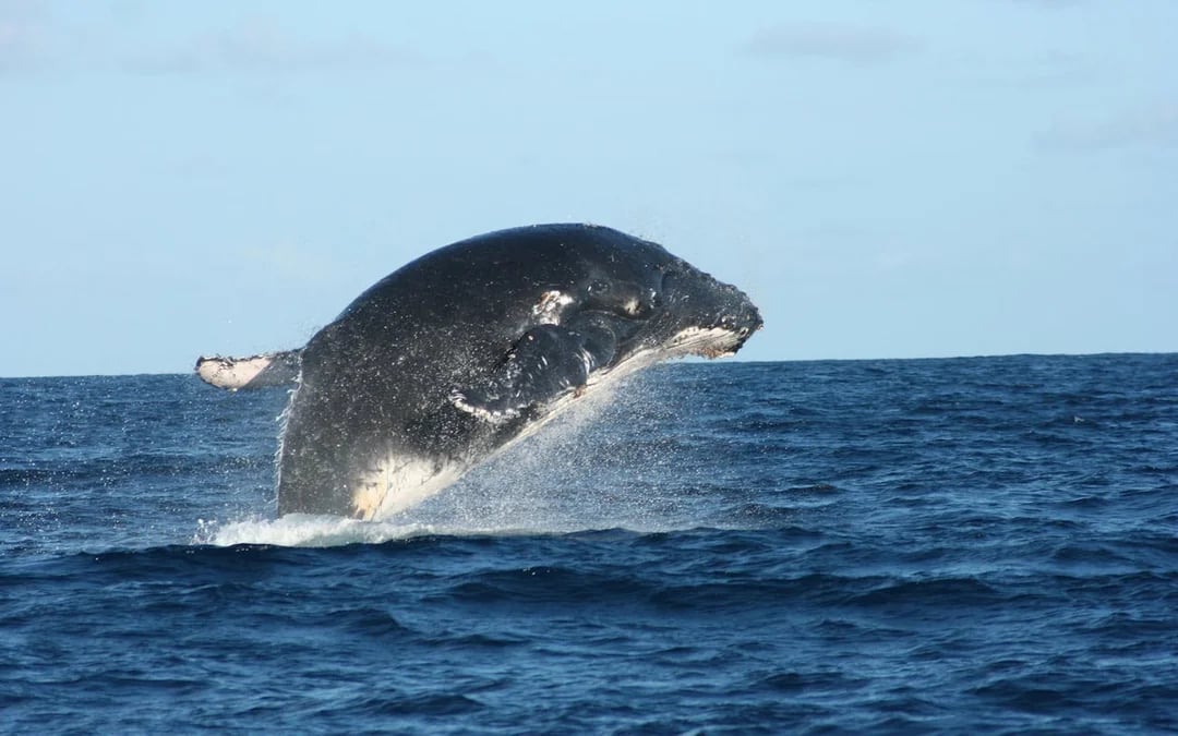 Whale Watching Boat Trip and Penguin Colony Visit with Hotel Transfers in Hermanus Image 5