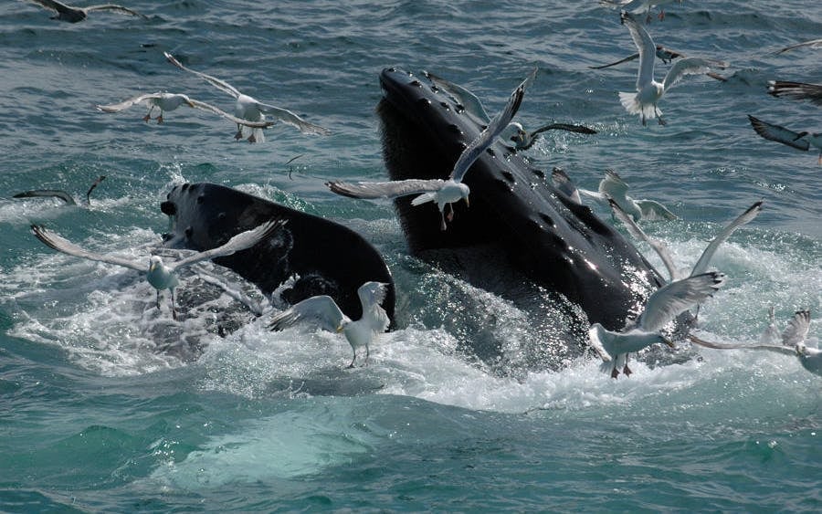 Whale Watching Boat Trip and Penguin Colony Visit with Hotel Transfers in Hermanus Image 6