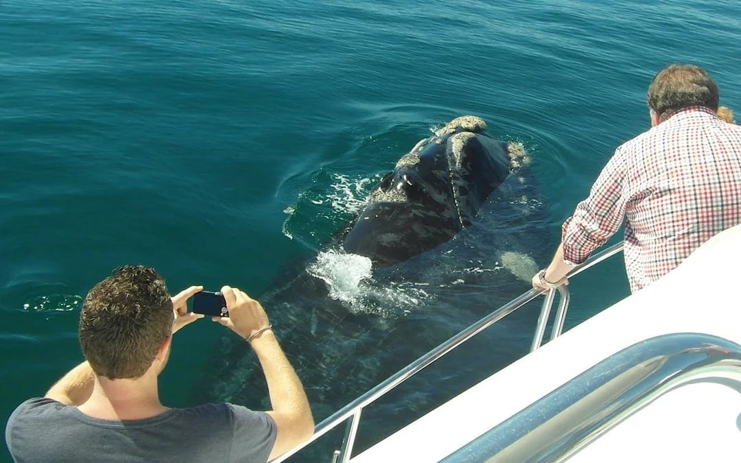 Whale Watching Boat Trip and Penguin Colony Visit with Hotel Transfers in Hermanus Image 7