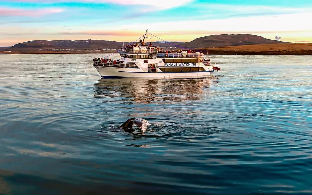 Whale Watching Cruise & Admission to Whales of Iceland Exhibition Image 1