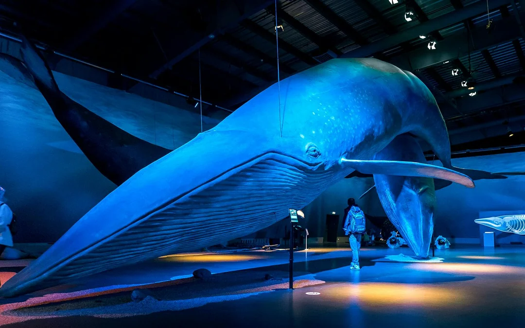 Whale Watching Cruise & Admission to Whales of Iceland Exhibition Image 2