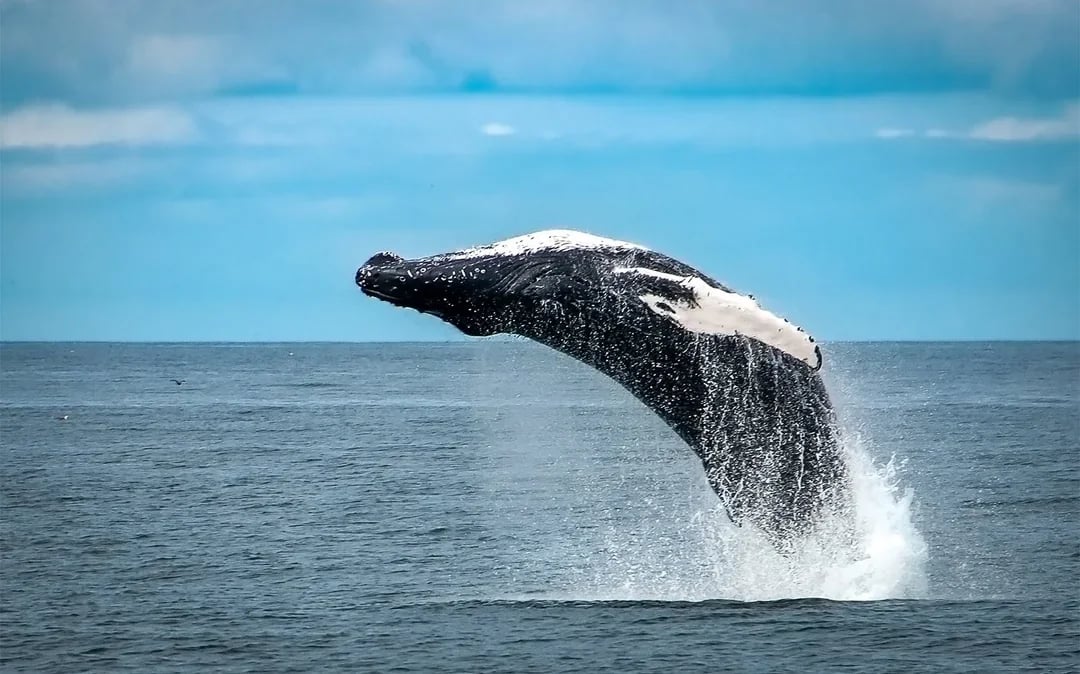 Whale Watching Cruise & Admission to Whales of Iceland Exhibition Image 3