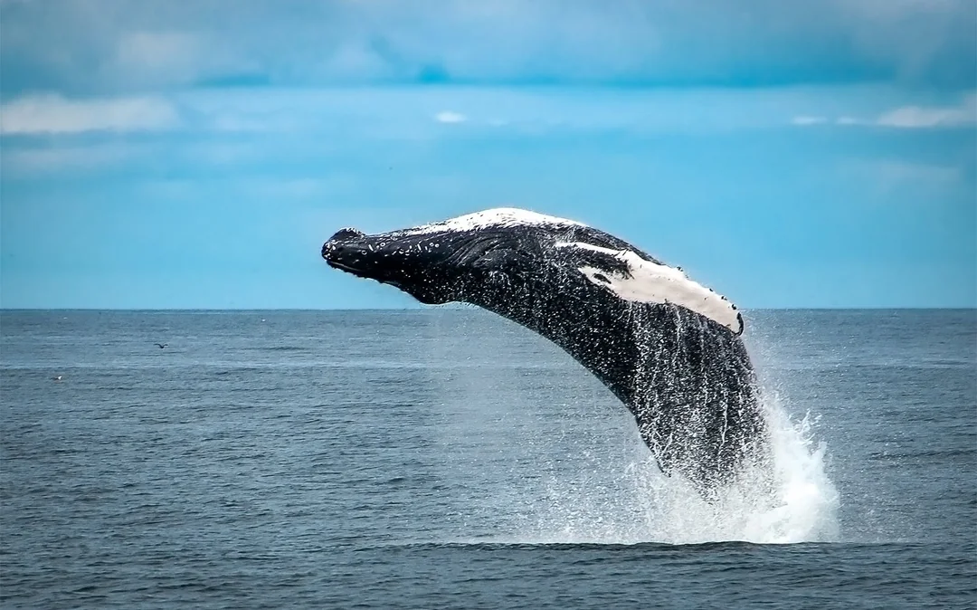 Whale Watching Cruise & Admission to Whales of Iceland Exhibition Image 3