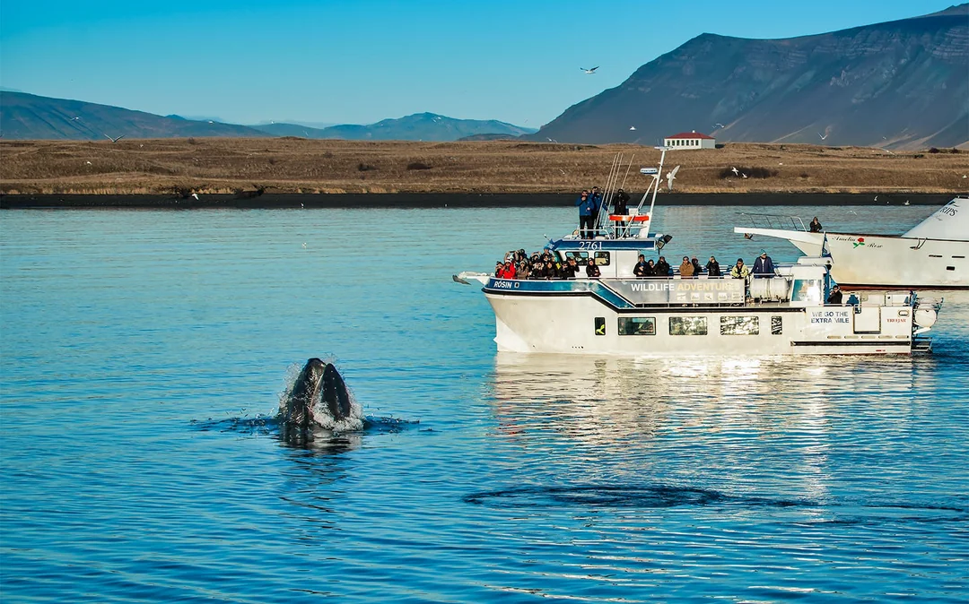 Whale Watching Cruise & Admission to Whales of Iceland Exhibition Image 4