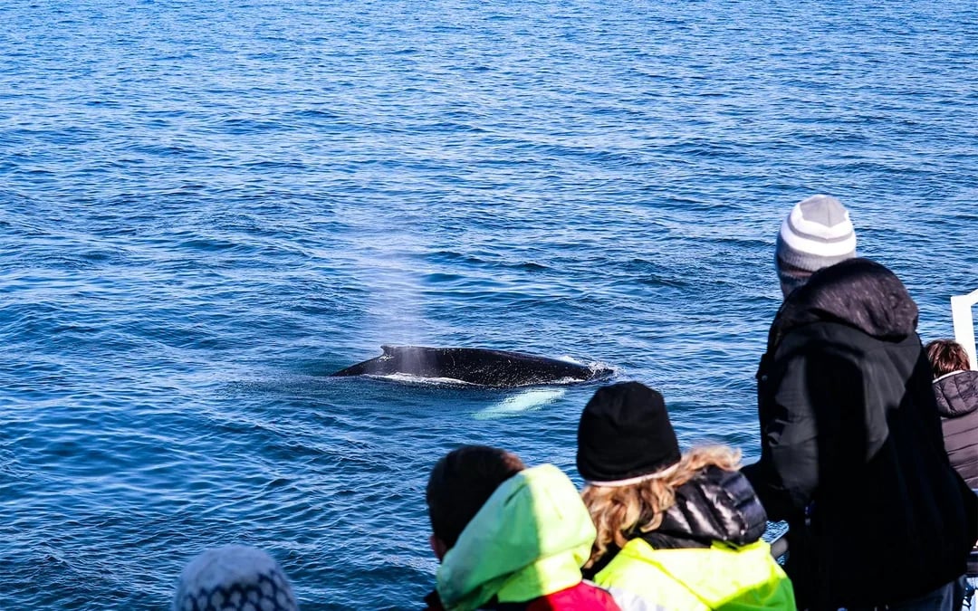 Whale Watching Cruise & Admission to Whales of Iceland Exhibition Image 6