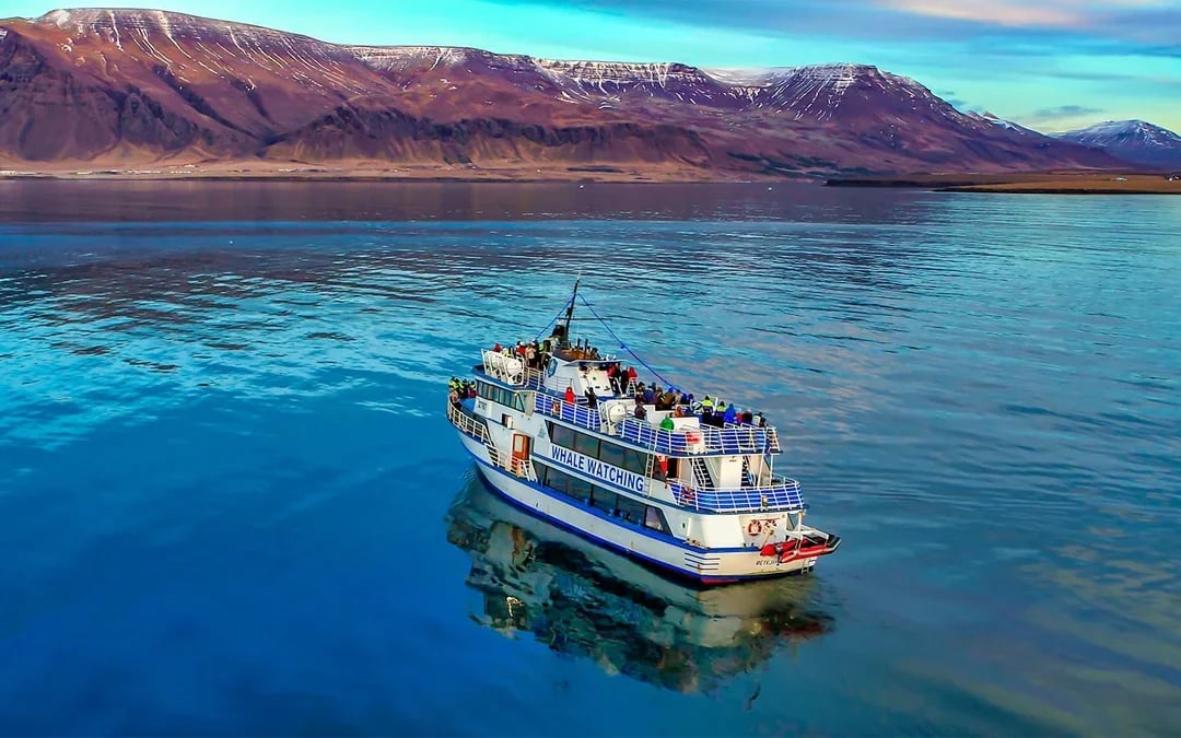 Whale Watching Cruise & Admission to Whales of Iceland Exhibition Image 7
