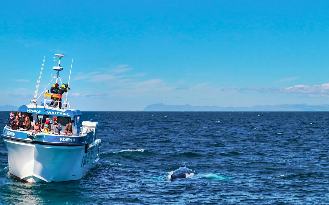 Whale Watching Cruise & Admission to Whales of Iceland Exhibition Image 8