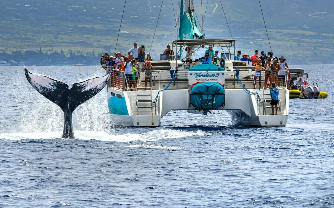 Whale Watching Cruise from Ka’anapali Beach Image 2
