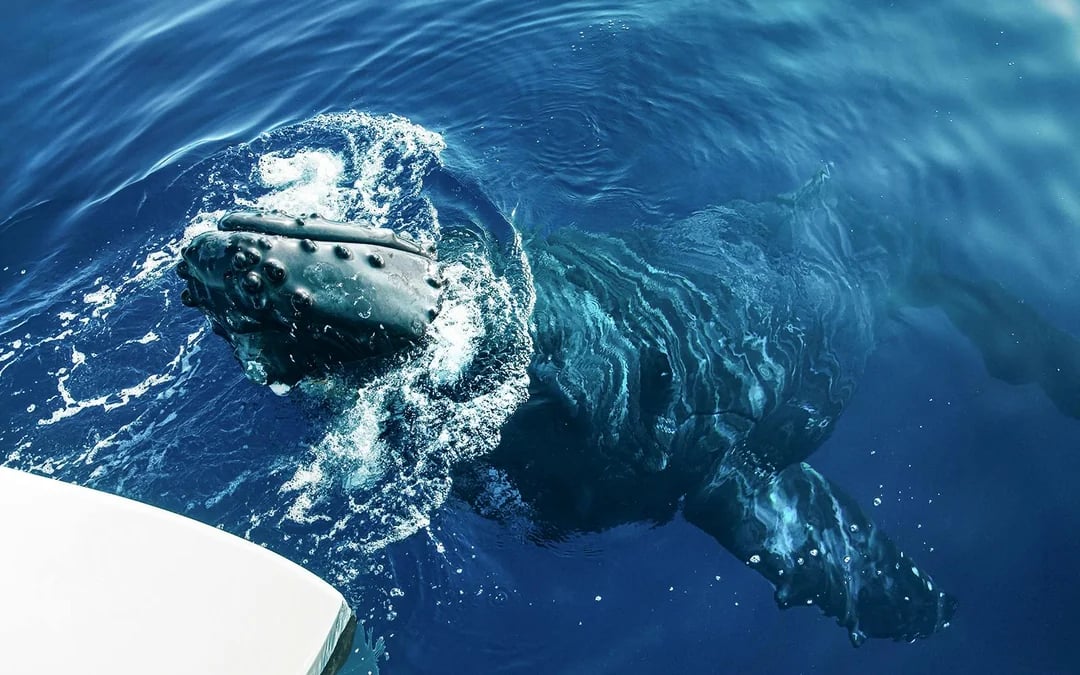 Whale Watching Cruise from Ka’anapali Beach Image 3