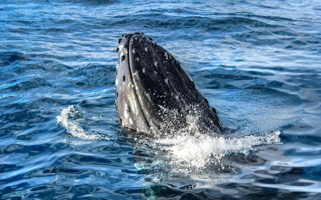 Whale Watching Cruise from Ka’anapali Beach Image 4