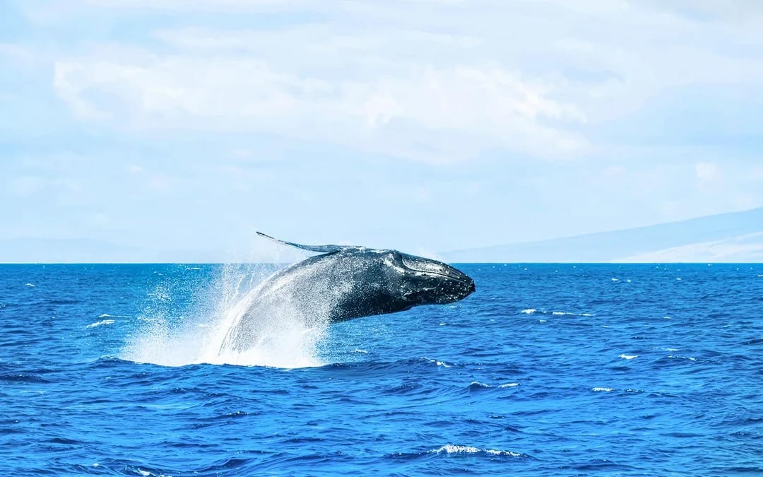 Whale Watching Cruise from Ka’anapali Beach Image 5