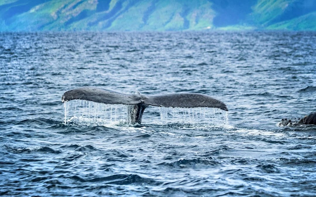 Whale Watching Cruise from Ka’anapali Beach Image 6