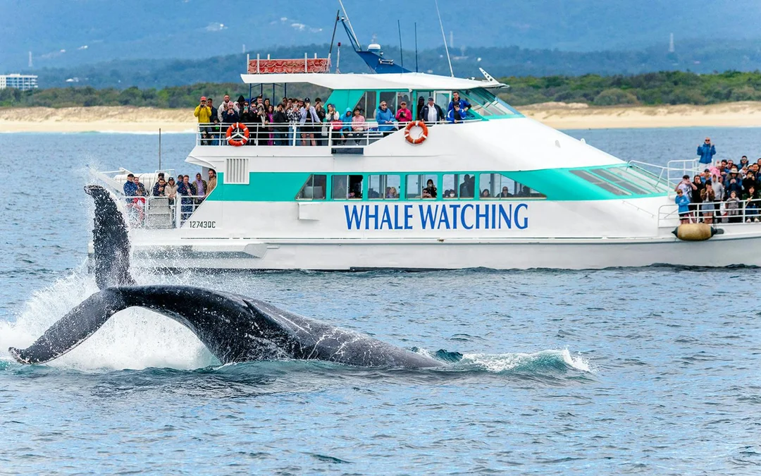 Whale Watching Cruise with Beverages & Snacks Image 1