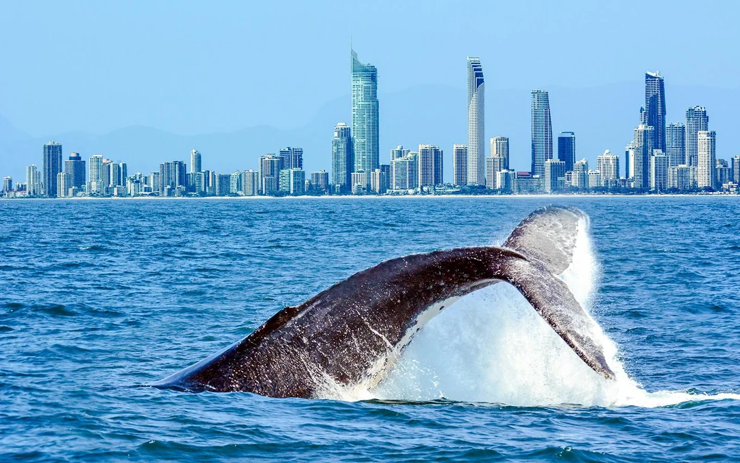 Whale Watching Cruise with Beverages & Snacks Image 2