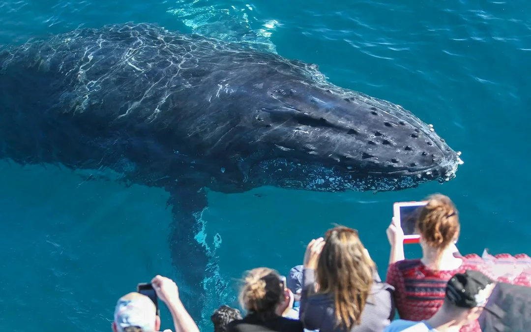 Whale Watching Cruise with Beverages & Snacks Image 4