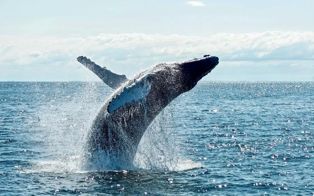 Whale Watching Cruise with Beverages & Snacks Image 5