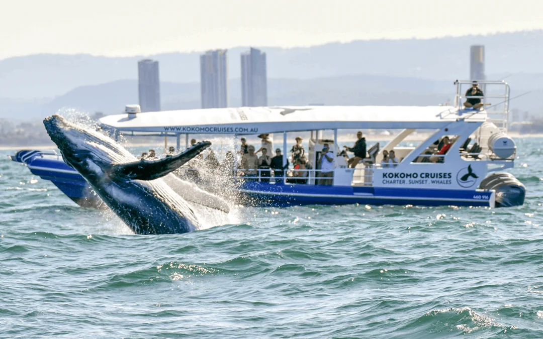 Whale Watching Cruise with Front Row View Image 2