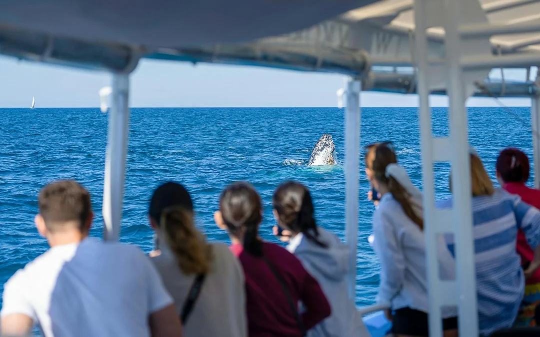 Whale Watching Cruise with Front Row View Image 4