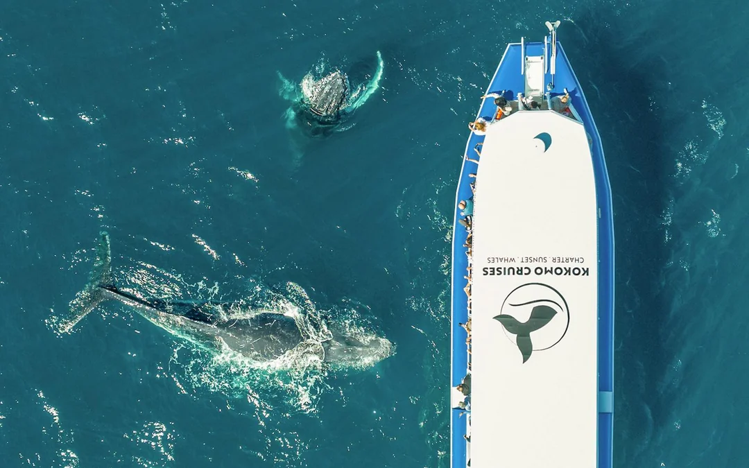 Whale Watching Cruise with Front Row View Image 6