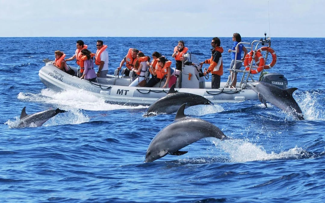 Whales and Dolphins Sightseeing Boat Tour in Azores Islands Image 1