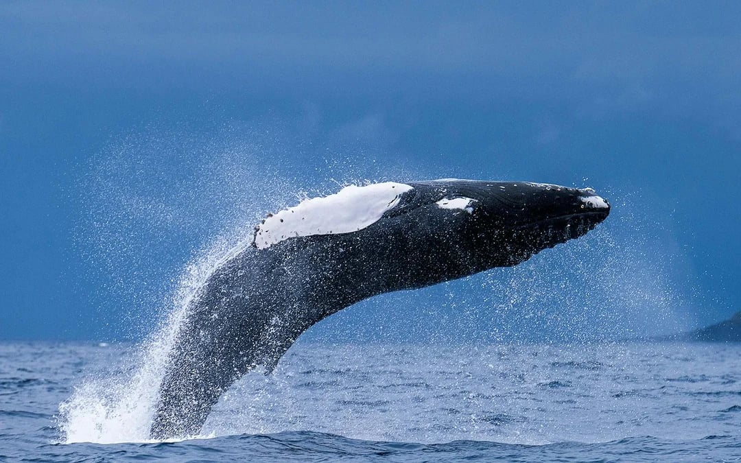 Whales and Dolphins Sightseeing Boat Tour in Azores Islands Image 2