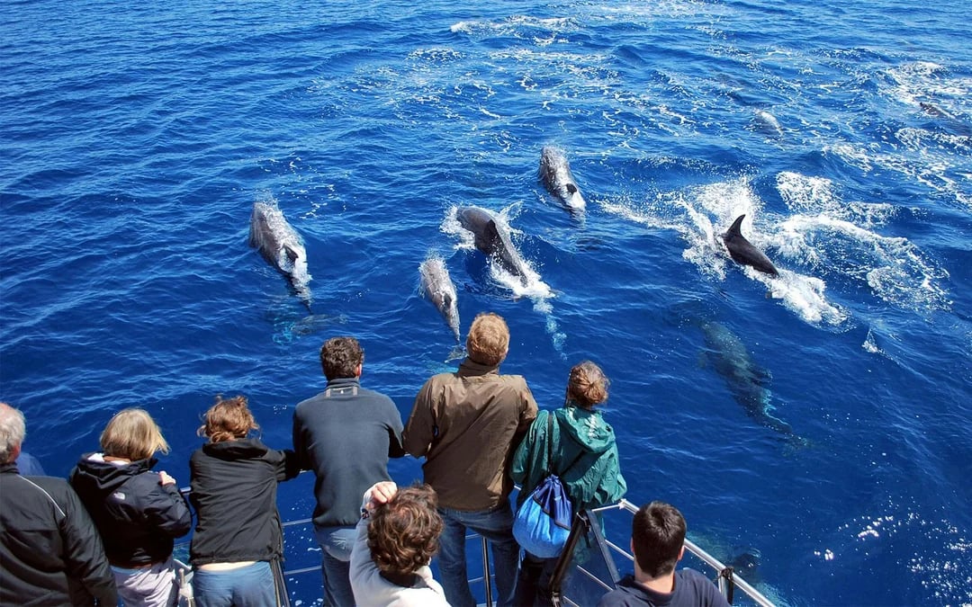 Whales and Dolphins Sightseeing Boat Tour in Azores Islands Image 3