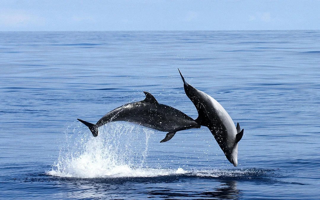 Whales and Dolphins Sightseeing Boat Tour in Azores Islands Image 4