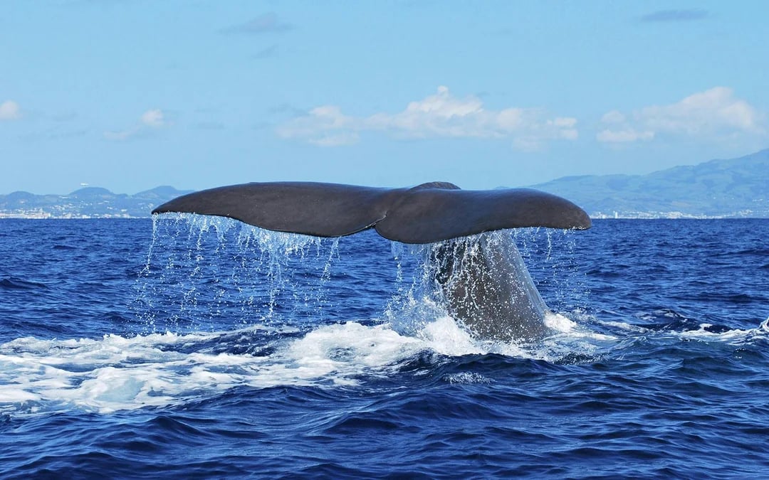 Whales and Dolphins Sightseeing Boat Tour in Azores Islands Image 6
