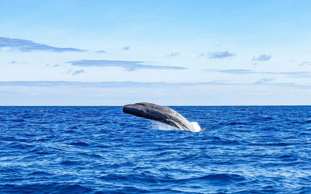 Whales and Dolphins Sightseeing Boat Tour in Azores Islands Image 8