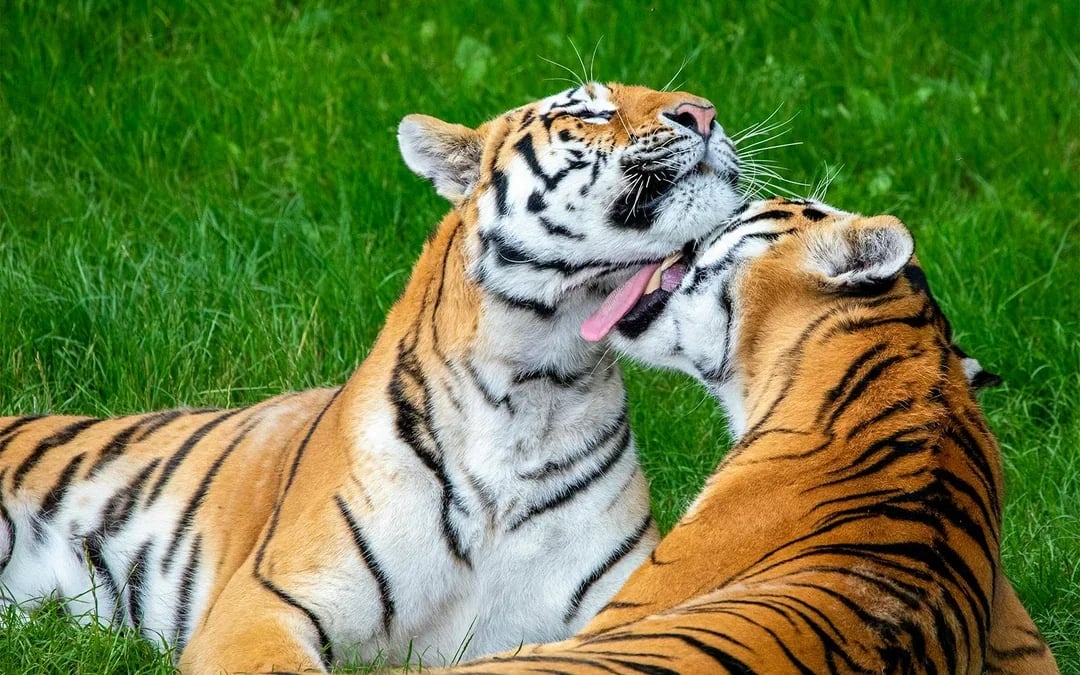Whipsnade Zoo Entrance Tickets Image 1