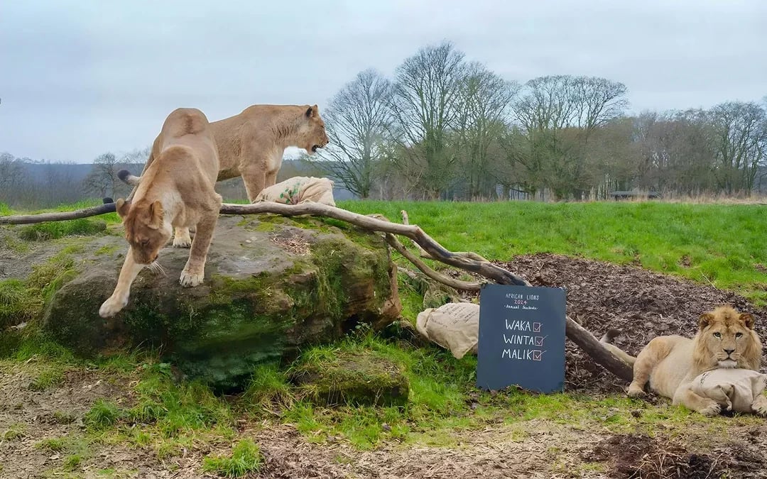 Whipsnade Zoo Entrance Tickets Image 2