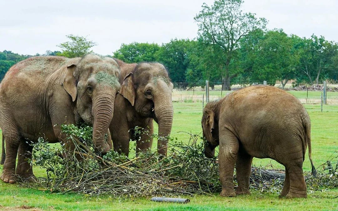 Whipsnade Zoo Entrance Tickets Image 6