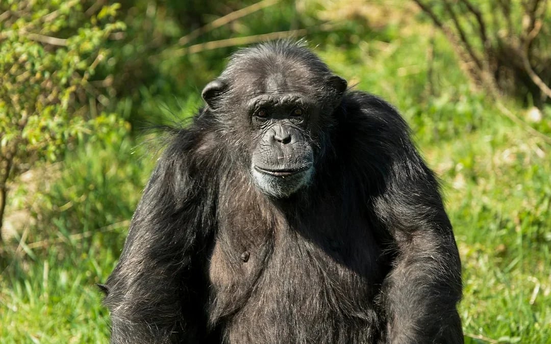 Whipsnade Zoo Entrance Tickets Image 7