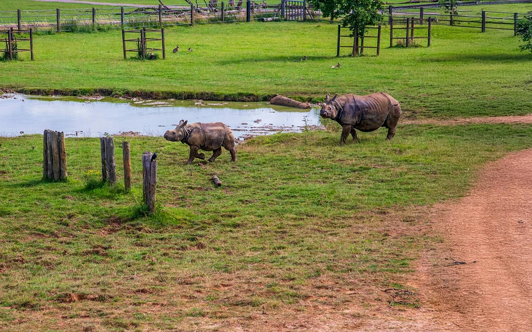 Whipsnade Zoo Entrance Tickets Image 9