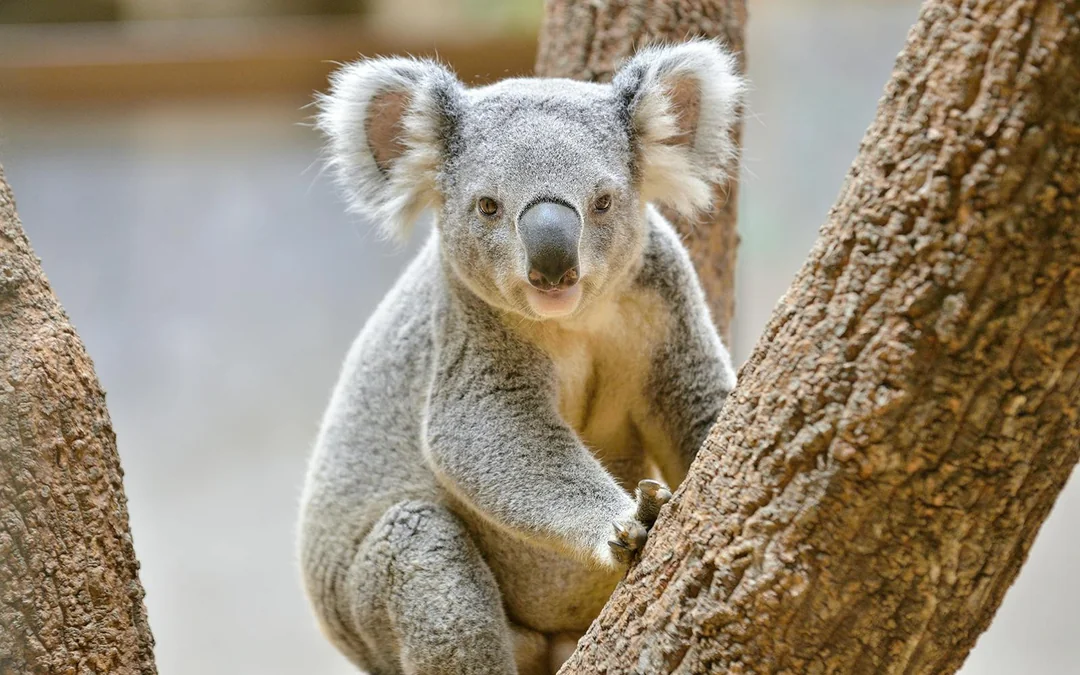 WILD LIFE Sydney Zoo Tickets Image 2