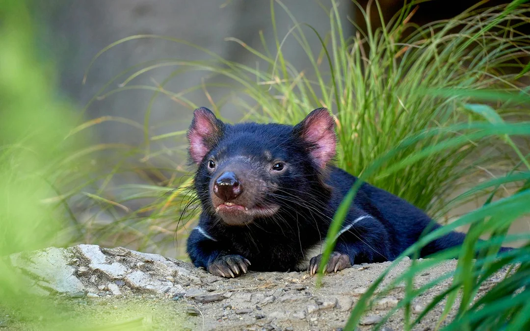 WILD LIFE Sydney Zoo Tickets Image 3