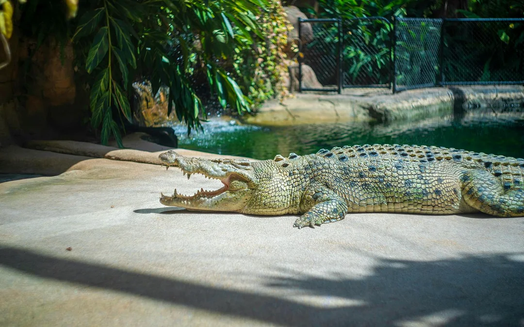 WILD LIFE Sydney Zoo Tickets Image 4