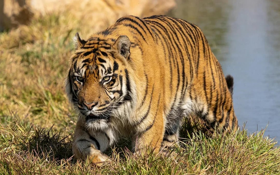WILD LIFE Sydney Zoo Tickets Image 6