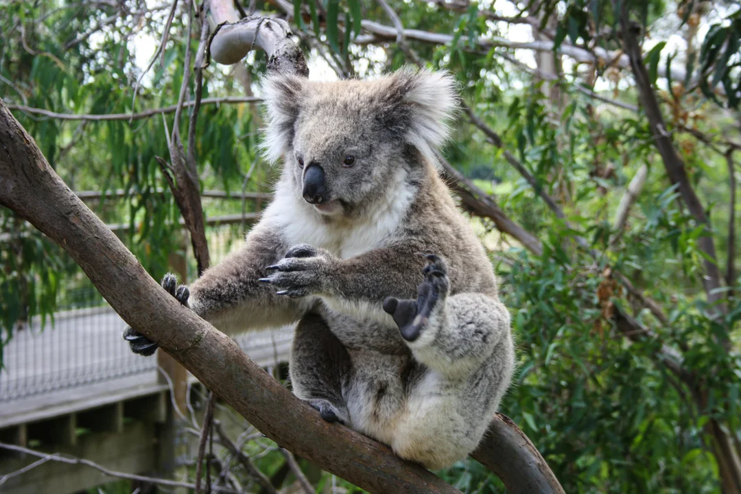 WILD LIFE Sydney Zoo Tickets Image 7